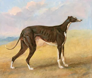 Uno de los galgos ganadores de George Lane Fox: el galgo blanco y negro, Turk, también conocido como Eagle, 1822